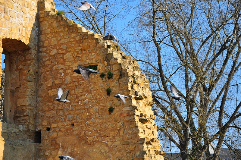 Vue sur un mur du château de Koerich avec des pigeons qui volent en avant plan